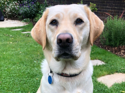 Yellow lab sat on grass close up of her face wearing purple collar and dog tag