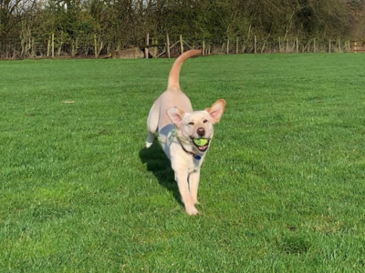 Yelow pup running towards you with a ball