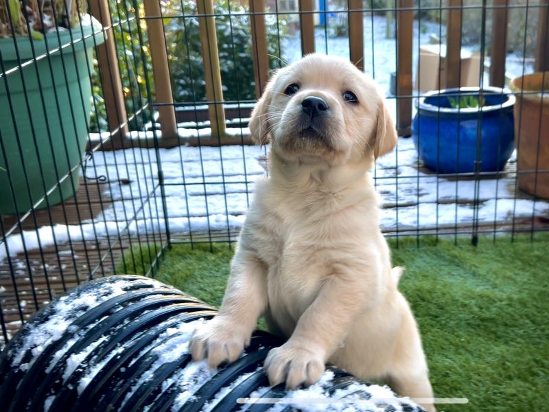 An assistance dog in training. This adorable puppy is learning how to become a canine partner.
