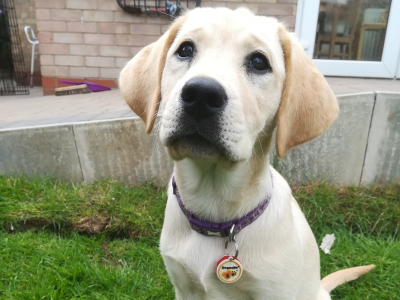 Yellow lab pup sat on grass looking into the camera with a purple collar and dog tag