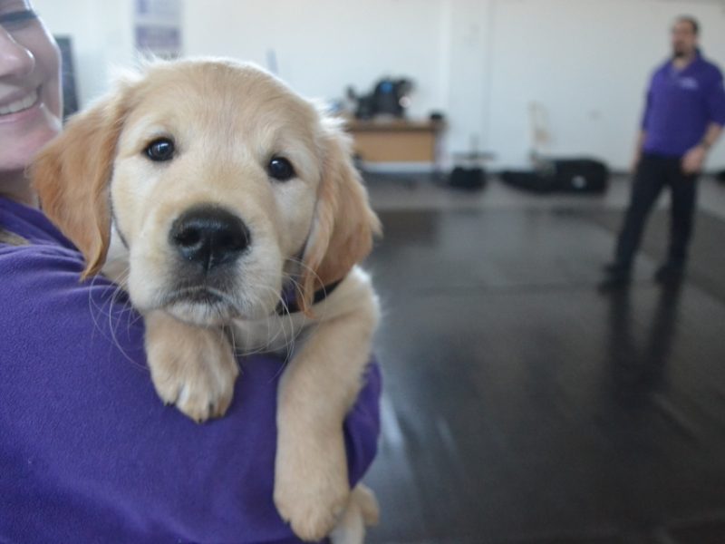 Puppy in training being held by a volunteer