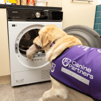 Shelley, an assistance dog, assisting with the laundry.
