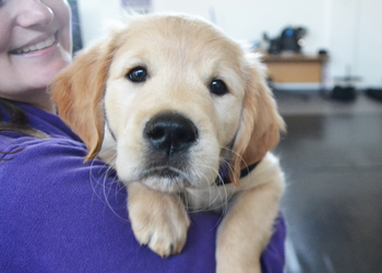 An image of someone holding a puppy